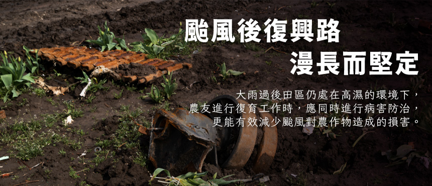 颱風後復興路 漫長而堅定