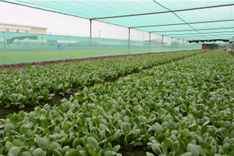 颱風後農糧署加強調配蔬菜