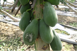 颱風過後災後作物復耕工作