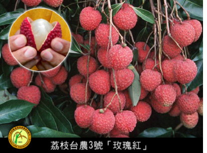臺農3號玫瑰紅荔枝
